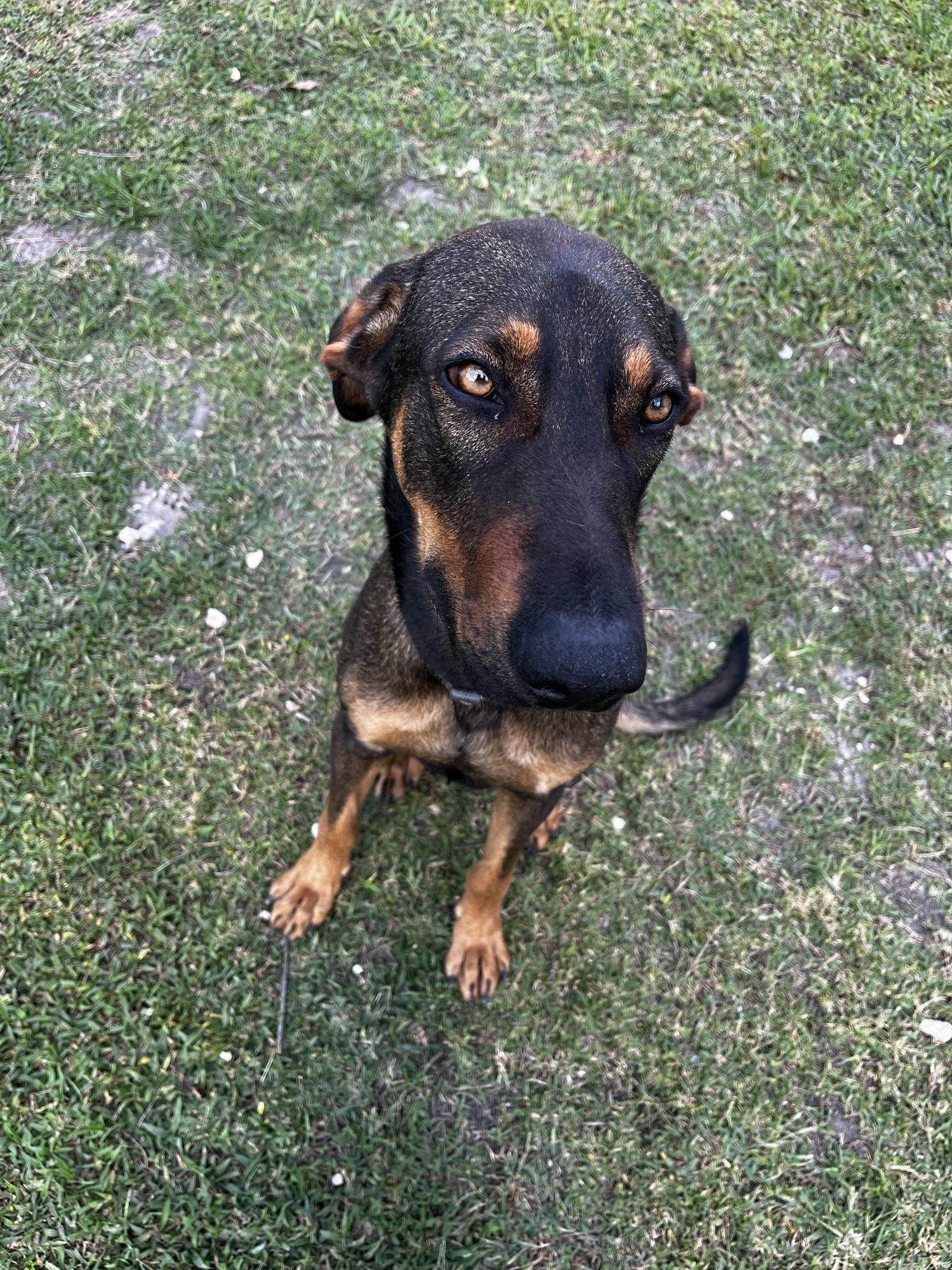 adoptable Dog in Miami, FL named Z COURTESY LISTING: NOLO