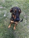 adoptable Dog in miami, FL named Z COURTESY LISTING: NOLO