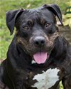 adoptable Dog in miami, FL named Z COURTESY LISTING: Gordo
