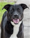 adoptable Dog in miami, FL named Alyssa