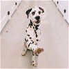 adoptable Dog in miami, FL named Z COURTESY LISTING: LUKE