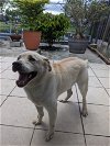 adoptable Dog in miami, FL named Z COURTESY LISTING: BETA