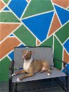 adoptable Dog in miami, FL named Z COURTESY LISTING: KODA