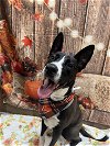 adoptable Dog in miami, FL named Z COURTESY LISTING: Leah