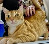 adoptable Cat in miami, FL named Z COURTESY LISTING: GARFIELD