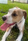 adoptable Dog in miami, FL named Z COURTESY LISTING: GRUMPY