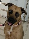 adoptable Dog in miami, FL named Z - Hazel