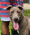 adoptable Dog in miami, FL named Z COURTESY LISTING: Virgo
