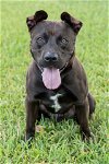 adoptable Dog in miami, FL named Tucker