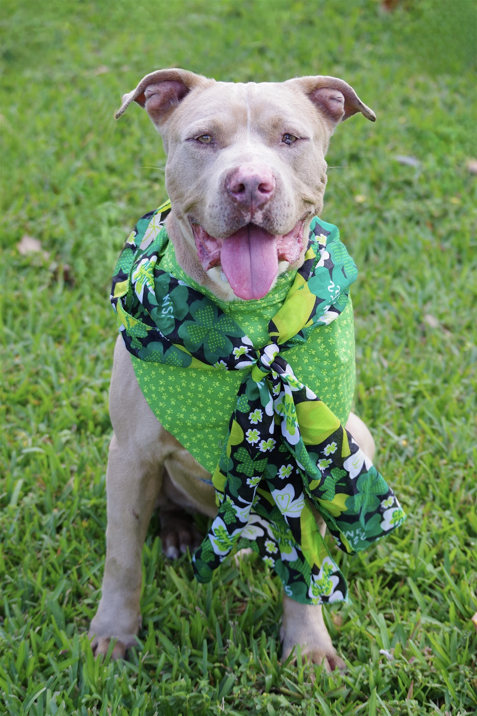 adoptable Dog in Miami, FL named Noodle