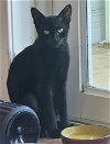 adoptable Cat in miami, FL named Z - Giselle