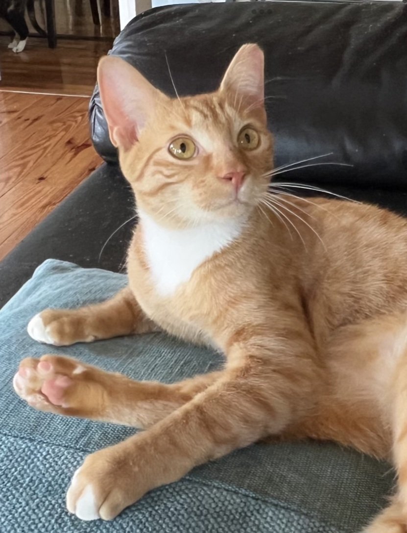 adoptable Cat in Miami, FL named Z COURTESY LISTING: Milo