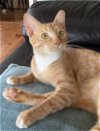 adoptable Cat in miami, FL named Z - Milo