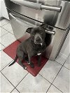 adoptable Dog in miami, FL named Z COURTESY LISTING: VALENTINA