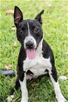 adoptable Dog in miami, FL named Puppy Trixie