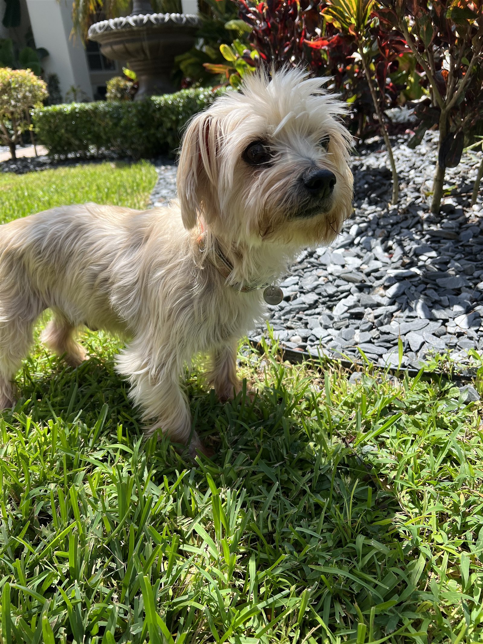 adoptable Dog in Miami, FL named Z COURTESY LISTING: BENJI