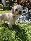 adoptable Dog in miami, FL named Z COURTESY LISTING: BENJI