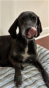 adoptable Dog in miami, FL named Z COURTESY LISTING: PACO