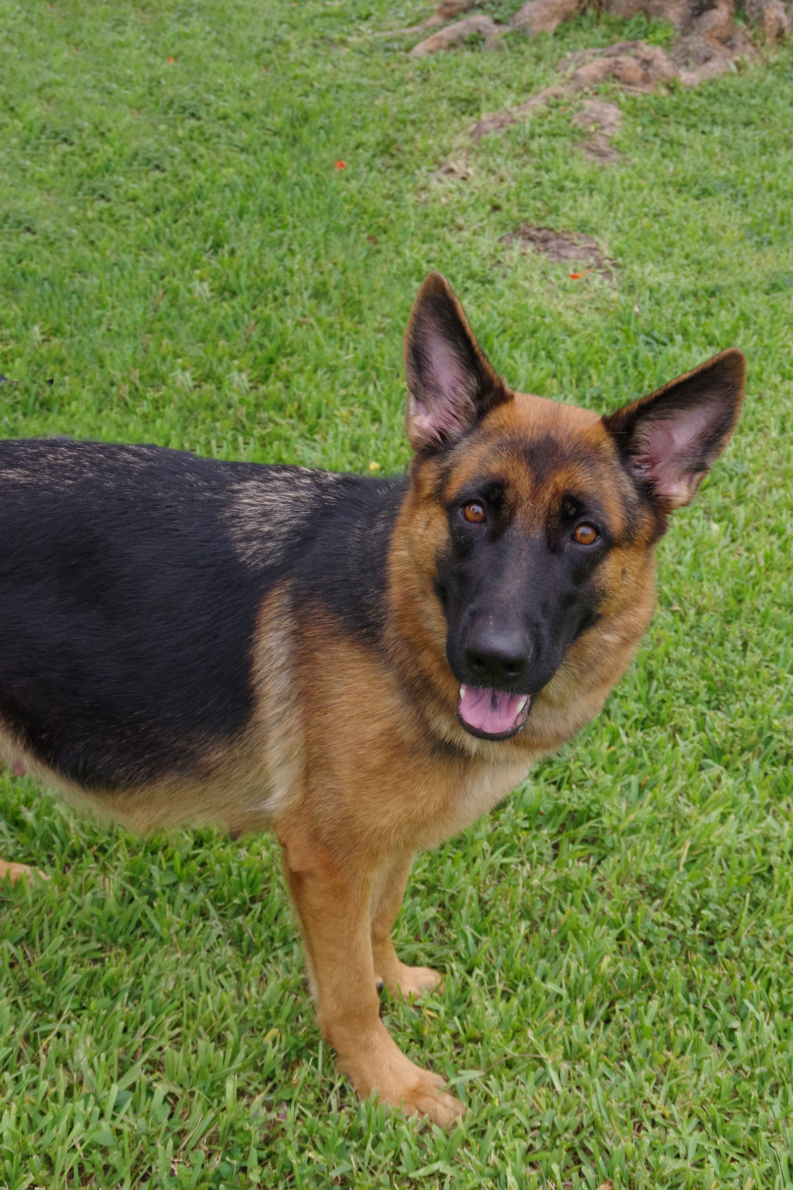 dog-for-adoption-tara-a-german-shepherd-dog-in-carver-ranches-fl