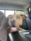 adoptable Dog in  named Z COURTESY LISTING: NALA 2