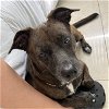 adoptable Dog in miami, FL named Z COURTESY LISTING: LUA