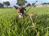 adoptable Dog in miami, FL named Z COURTESY LISTING: LUNA
