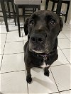 adoptable Dog in miami, FL named Z COURTESY LISTING: LILO
