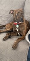 adoptable Dog in miami, FL named Z COURTESY LISTING: STITCH