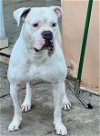 adoptable Dog in miami, FL named Z COURTESY LISTING: GHOST