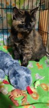 adoptable Cat in  named Z COURTESY LISTING: Mocha & Sparkle