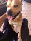 adoptable Dog in miami, FL named Z COURTESY LISTING: BUBBA