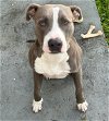 adoptable Dog in miami, FL named Z COURTESY LISTING: SAMMY