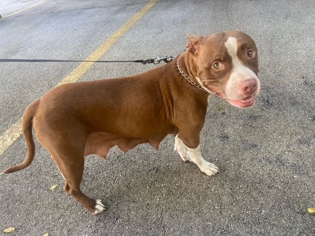 adoptable Dog in Miami, FL named Z COURTESY LISTING: Mama