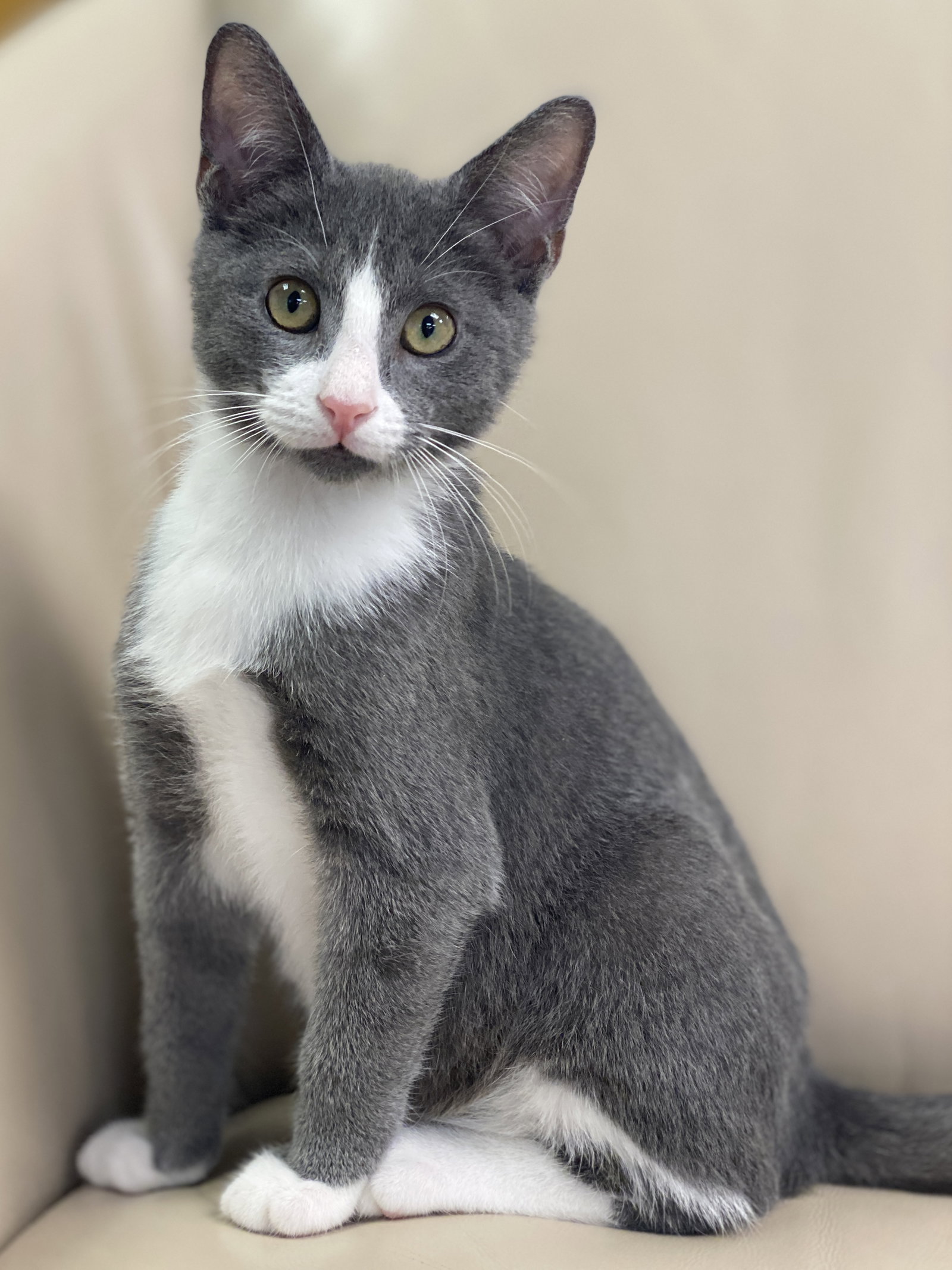 Cat adoption in Miami, FL 33176 Domestic Short Hair (short coat) Cat