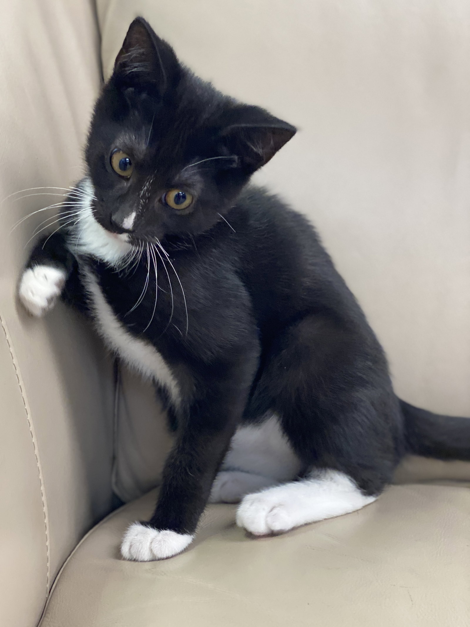 Cat adoption in Miami, FL 33176 Domestic Short Hair (short coat) Cat