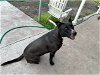 adoptable Dog in miami, FL named Z COURTESY LISTING: FELIX