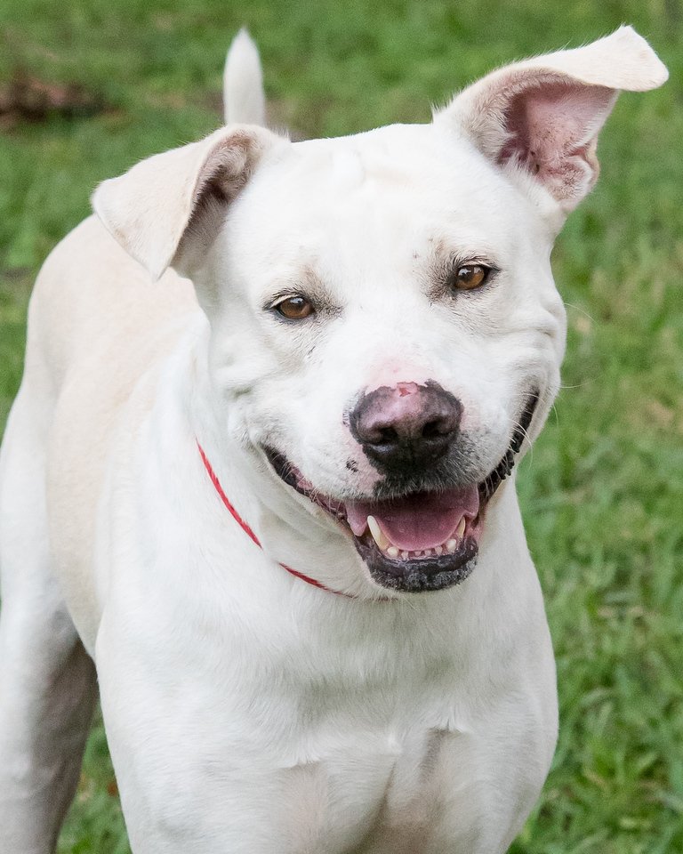adoptable Dog in Miami, FL named Frankie