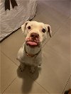 adoptable Dog in miami, FL named Z COURTESY LISTING: Elsa Snow