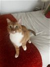 adoptable Cat in  named Z COURTESY LISTING: Ginger Kitten