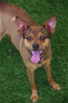 adoptable Dog in miami, FL named Sammi