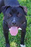 adoptable Dog in miami, FL named Sundae