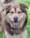 adoptable Dog in miami, FL named Apollo