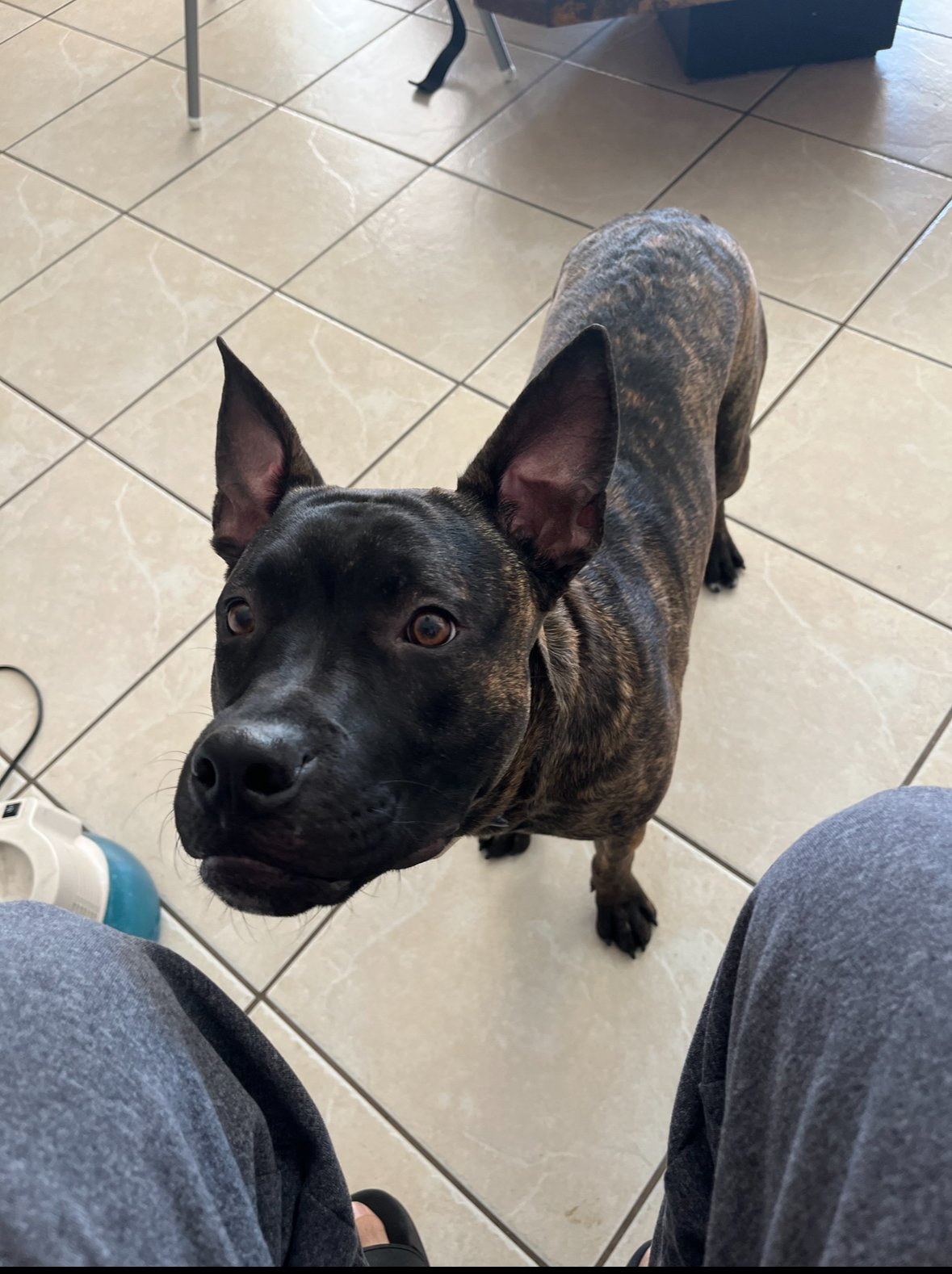 adoptable Dog in Miami, FL named Z COURTESY LISTING: Ares