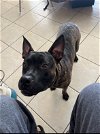 adoptable Dog in miami, FL named Z Ares