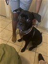 adoptable Dog in miami, FL named Z Chance