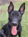 adoptable Dog in miami, FL named Baby Piper