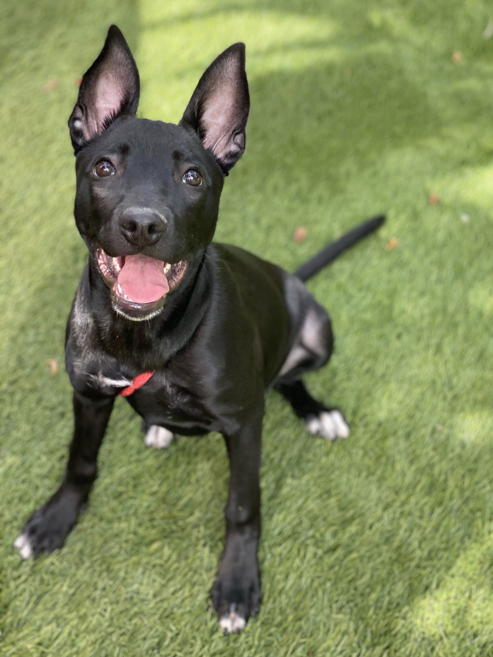 dog-for-adoption-baby-piper-a-labrador-retriever-in-bay-harbor