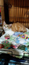 adoptable Cat in Miami, FL named COURTESY POST: Holiday