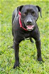 adoptable Dog in miami, FL named Bella