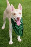 adoptable Dog in miami, FL named Puppy Kendra